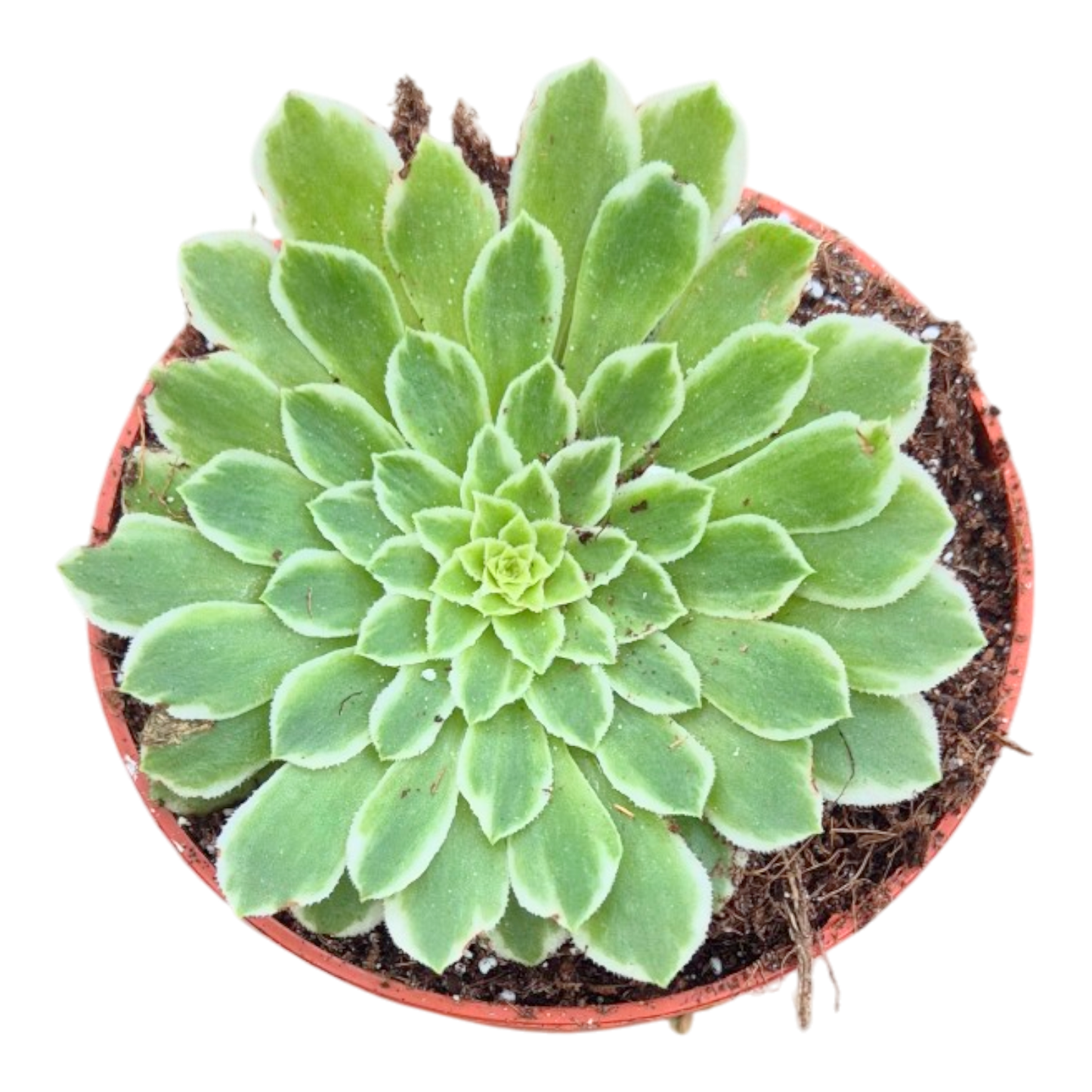 Aeonium Emerald Ice