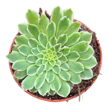 Aeonium Emerald Ice