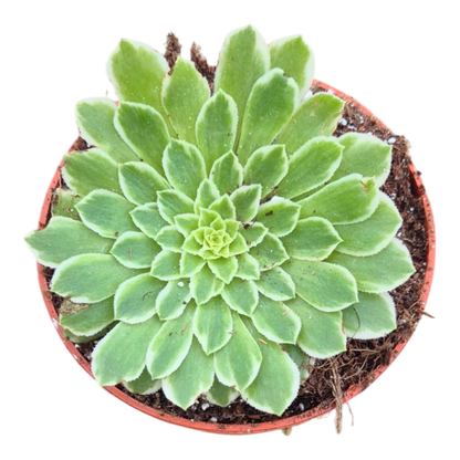Aeonium Emerald Ice