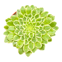 Aeonium Emerald Ice