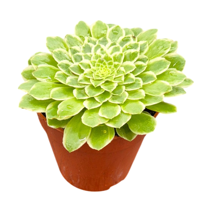 Aeonium Emerald Ice