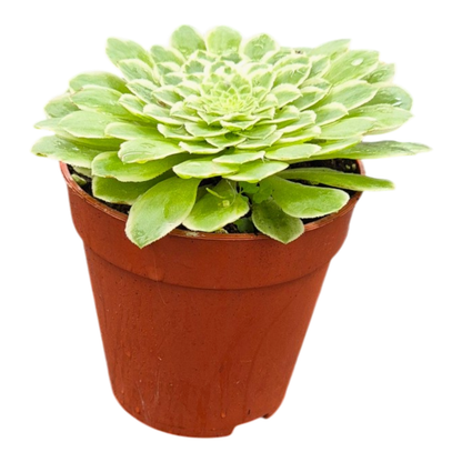 Aeonium Emerald Ice