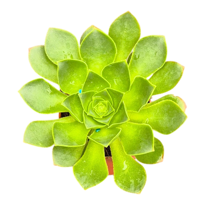 Aeonium Limelight
