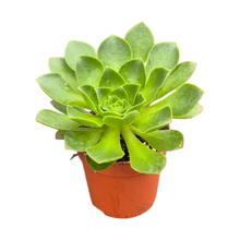 Aeonium Limelight