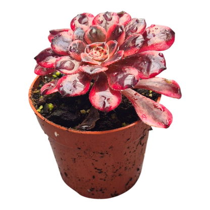 Aeonium Medusa