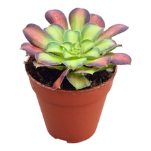 Aeonium Picasso