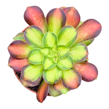 Aeonium Picasso