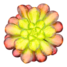 Aeonium Picasso