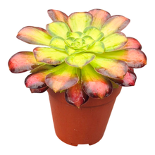 Aeonium Picasso