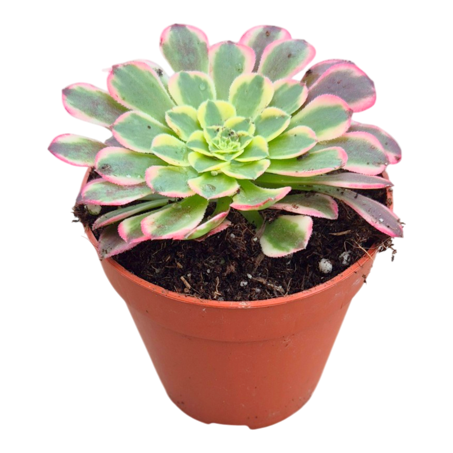 Aeonium Sunburst