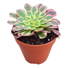 Aeonium Sunburst