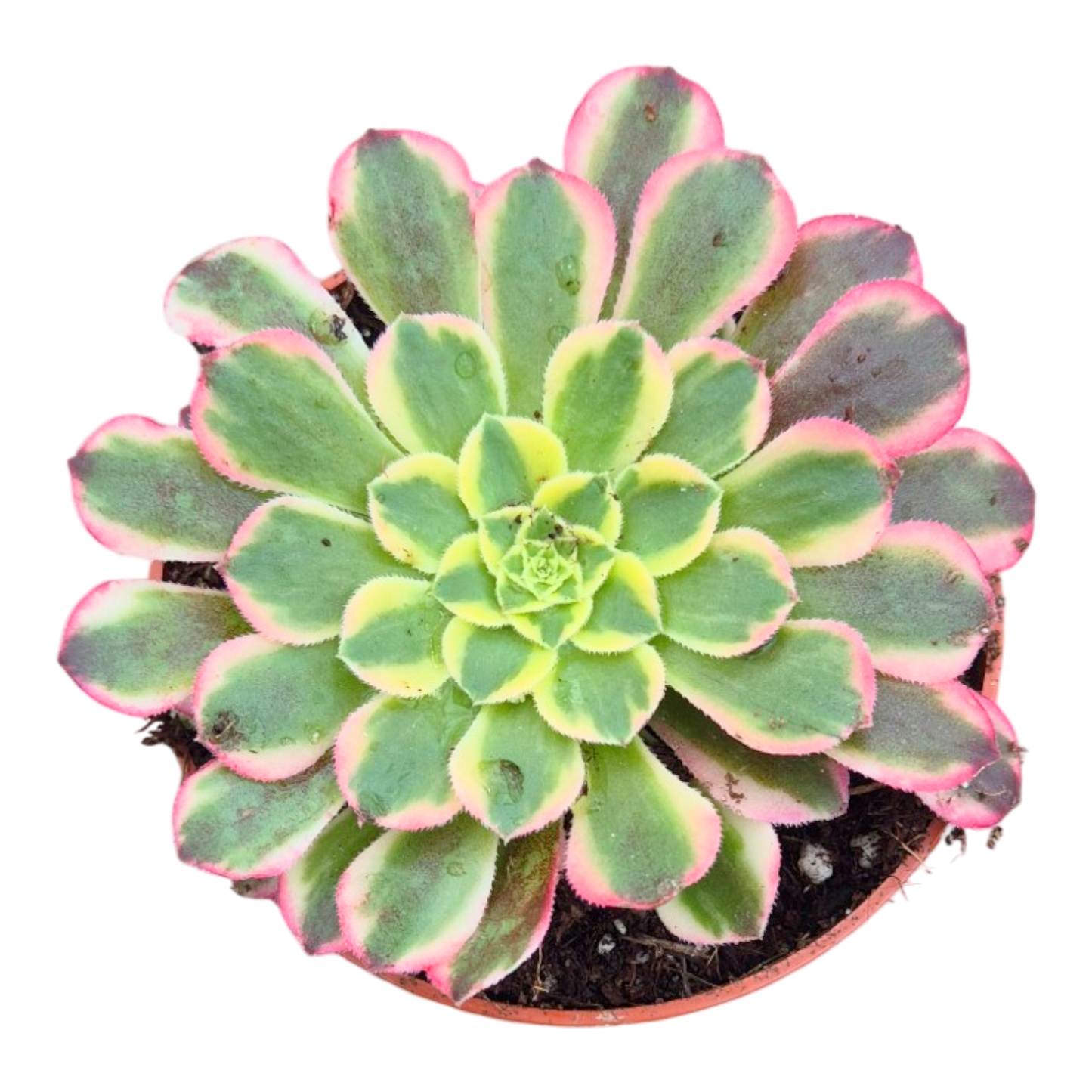 Aeonium Sunburst