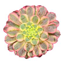 Aeonium Sunburst