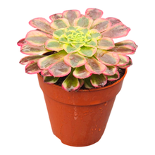 Aeonium Sunburst
