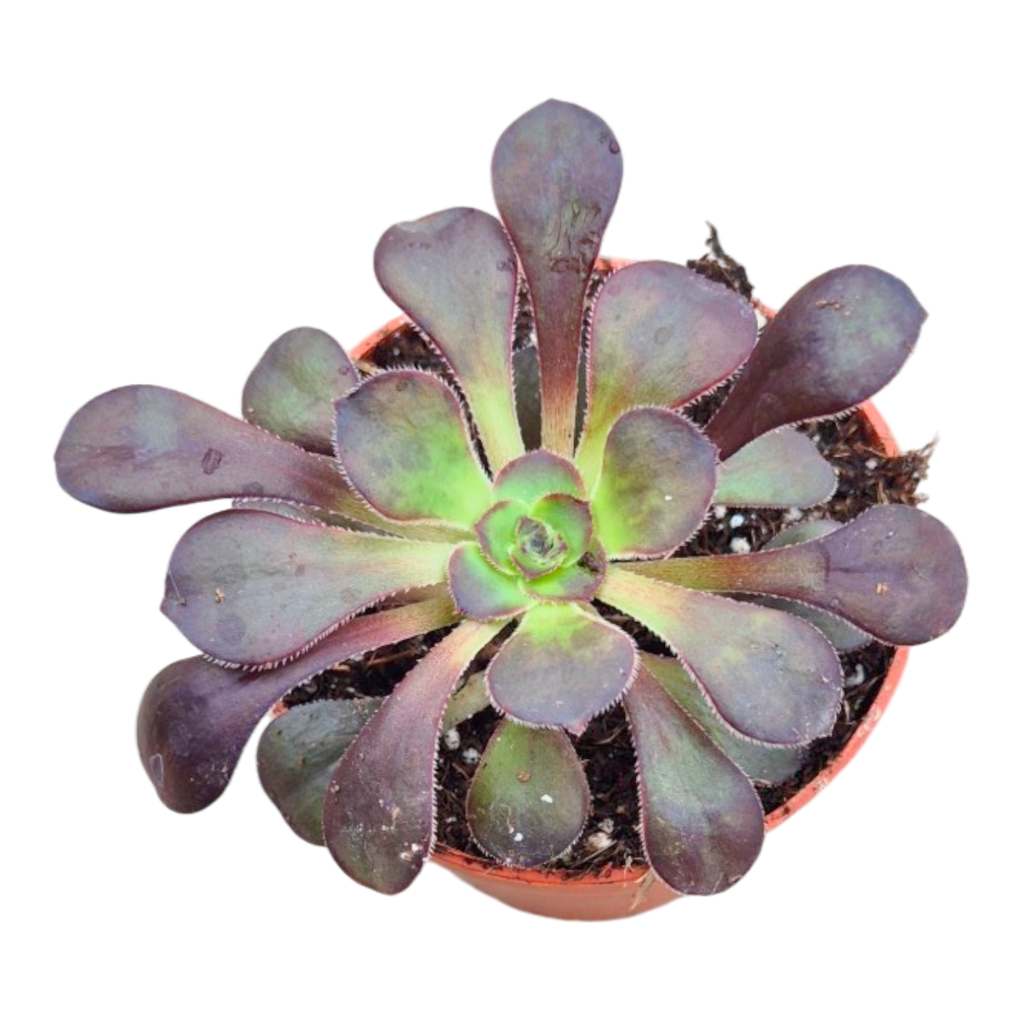 Aeonium „Schwarzkopf“