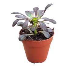 Aeonium czarnogłowe