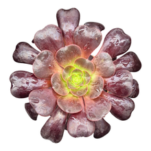 Aeonium czarnogłowe