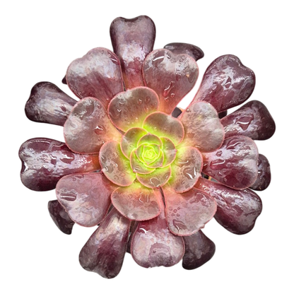 Black-headed Aeonium