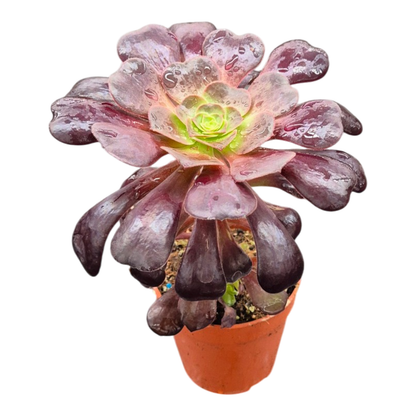 Black-headed Aeonium