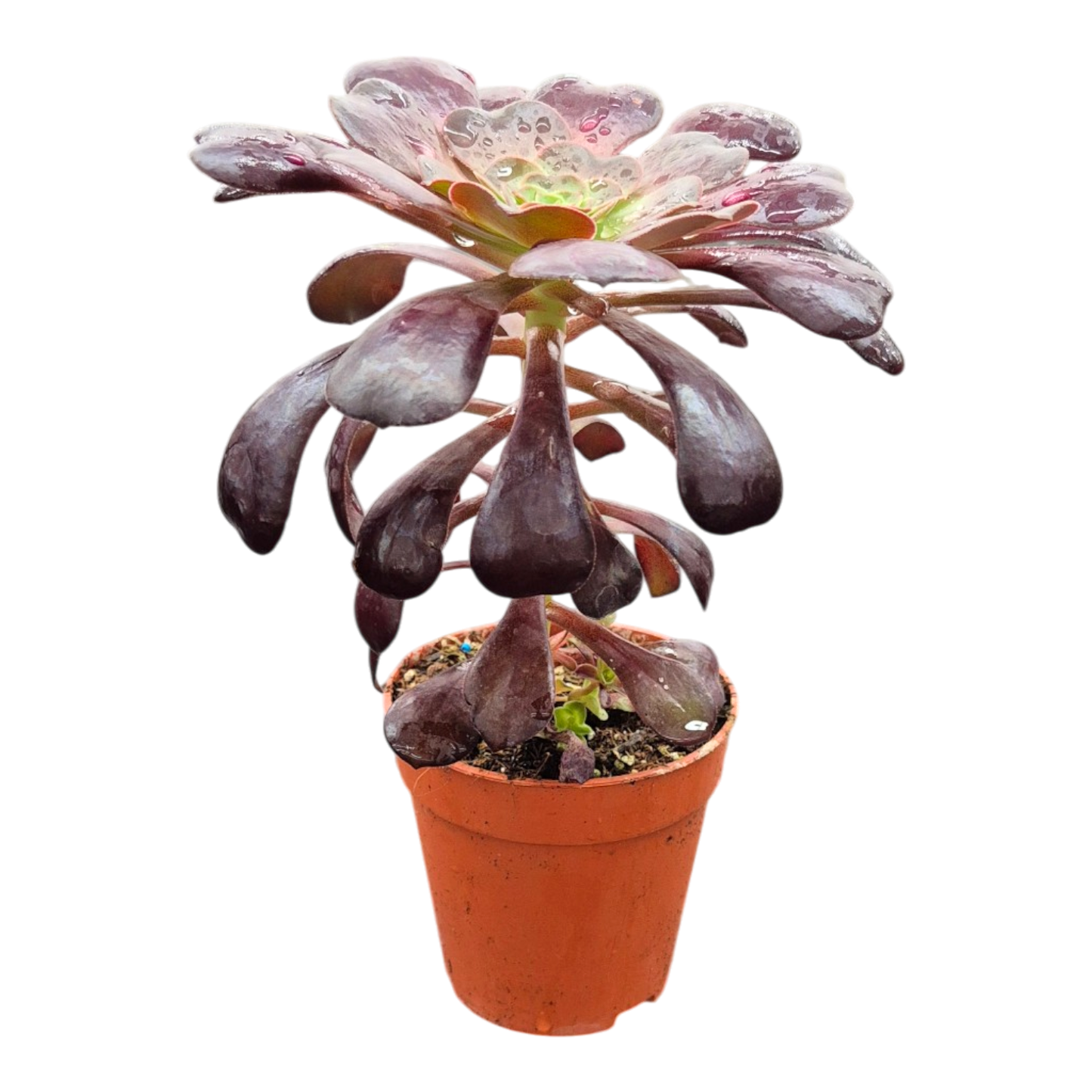 Black-headed Aeonium
