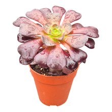 Aeonium à tête noire