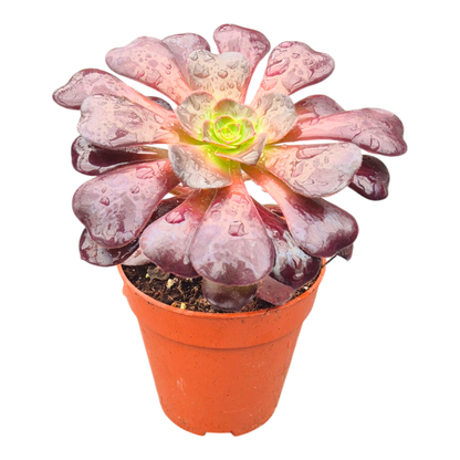 Aeonium Zwartkop