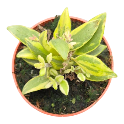 Aeschynanthus Bolero Bicolore