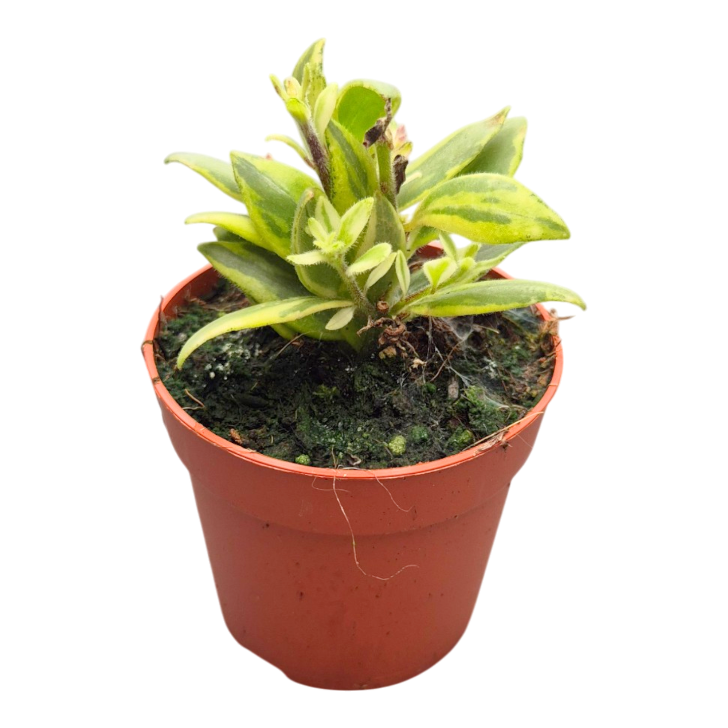 Aeschynanthus Bolero Bicolore