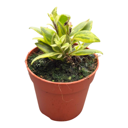 Aeschynanthus Bolero Bicolore