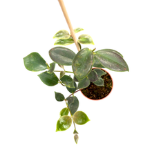Aeschynanthus flavidus