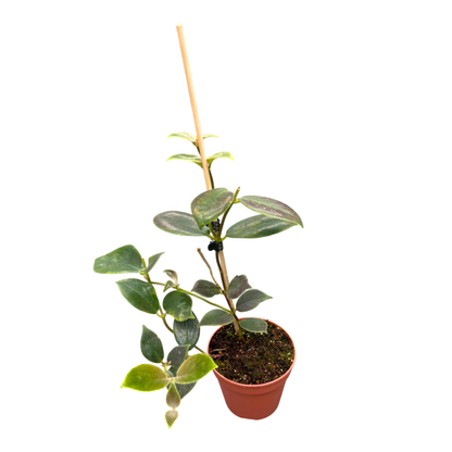 Aeschynanthus flavidus