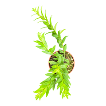 Aeschynanthus Japhtolepis