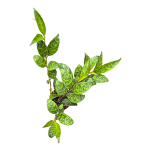 Aeschynanthus marmoratus