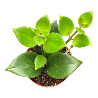 Aeschynanthus Monalisa