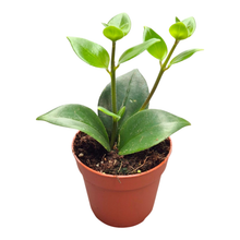 Aeschynanthus Monalisa