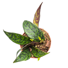 Aeschynanthus Marmoratus