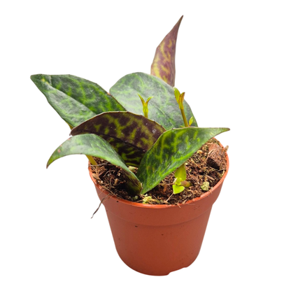 Aeschynanthus Marmoratus