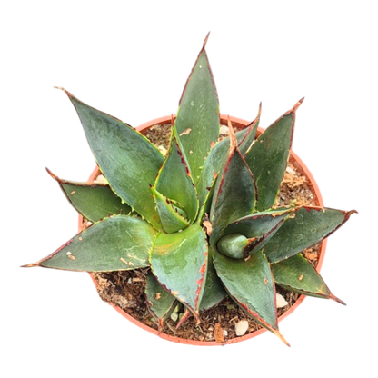 Agave Attenuata Shaka Zulu