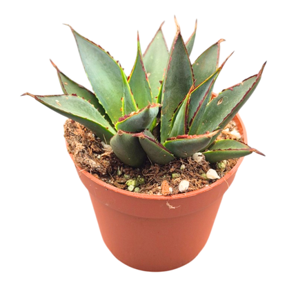 Agave Attenuata Shaka Zulu