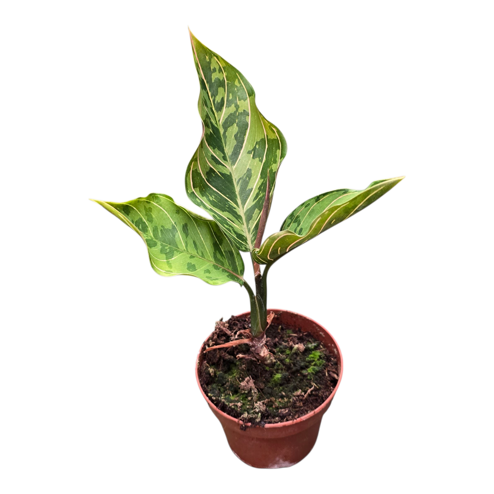 aglaonema pictum red Aglaonema Red Army – Casa Botanica