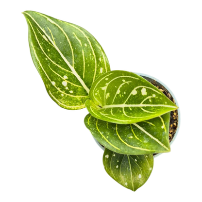 Aglaonema Tom’s Pride
