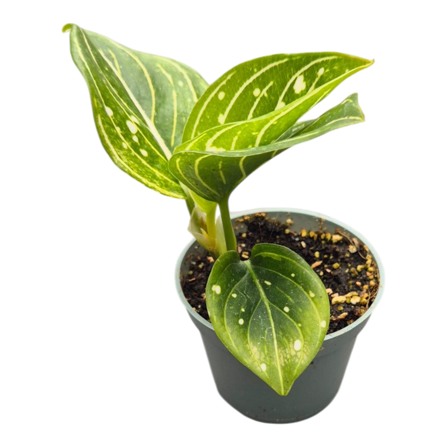 Aglaonema 'Tom’s Pride'