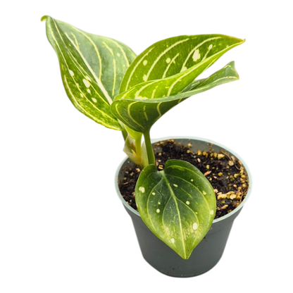 Aglaonema Tom’s Pride