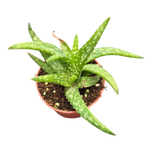 Aloë Vera Equator