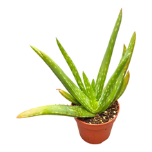 Aloë Vera Grey