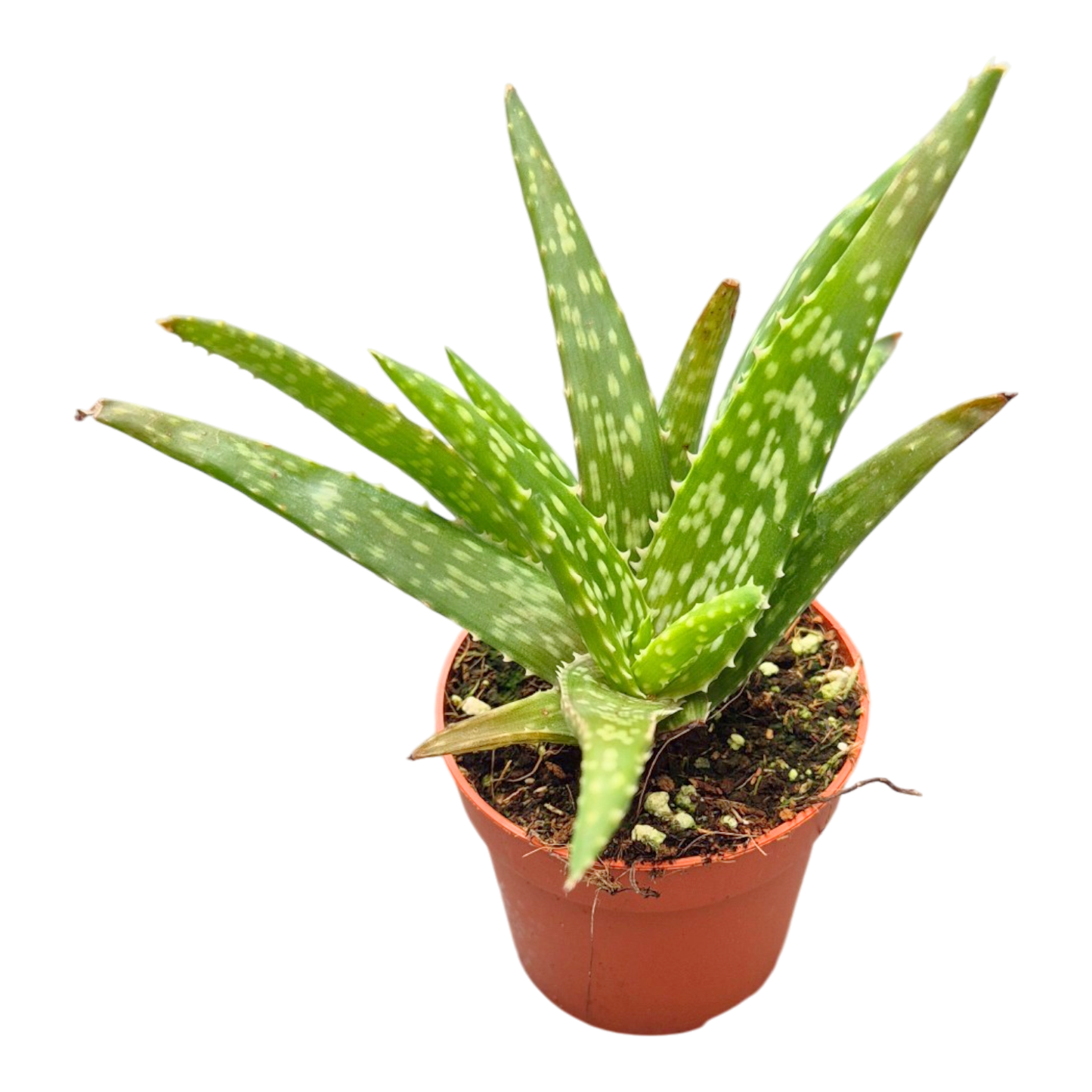 Aloe Vera Mistral