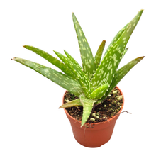 Aloë Vera Mistral