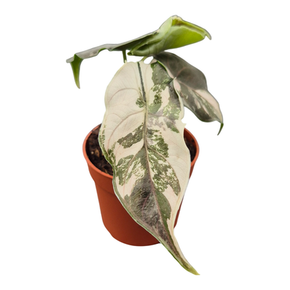 Alocasia Azlanii Variegata Pink