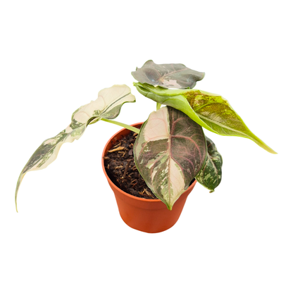 Alocasia Azlanii Variegata Pink