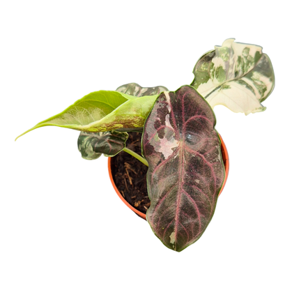Alocasia Azlanii Variegata Pink
